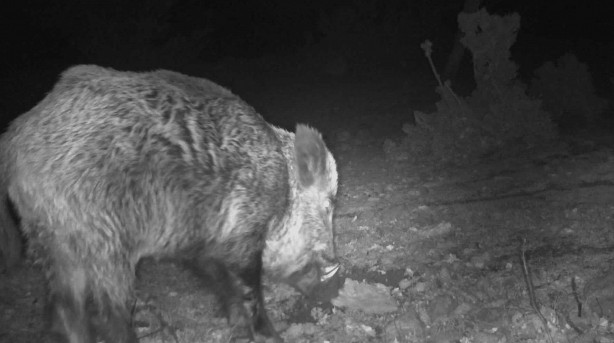 Foto - Kurtları sürü halinde hiç gördünüz mü? Hem de Manisa'da