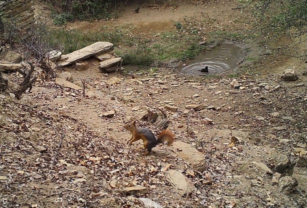 Foto - Kurtları sürü halinde hiç gördünüz mü? Hem de Manisa'da