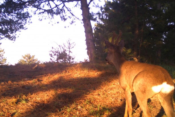Foto - Kurtları sürü halinde hiç gördünüz mü? Hem de Manisa'da
