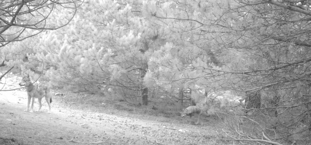 Kurtları sürü halinde hiç gördünüz mü? Hem de Manisa'da