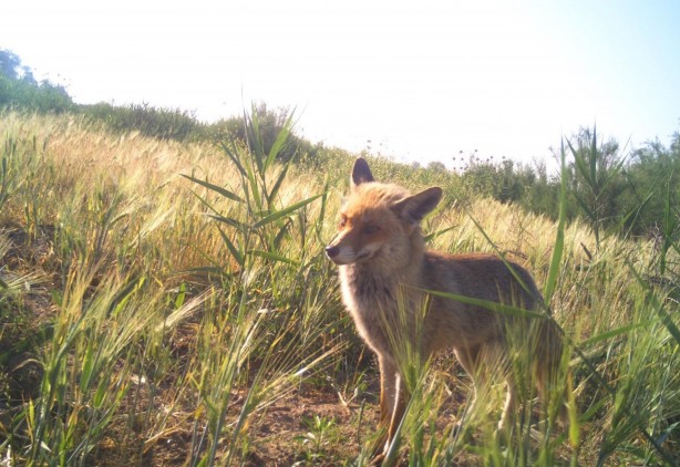 Foto - Kurtları sürü halinde hiç gördünüz mü? Hem de Manisa'da