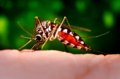 Foto - Kurtulmak bu kadar basit! İşte sivrisinekleri kovuşturma yolları...