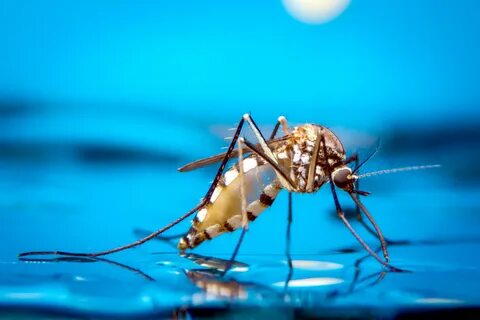 Foto - Kurtulmak bu kadar basit! İşte sivrisinekleri kovuşturma yolları...