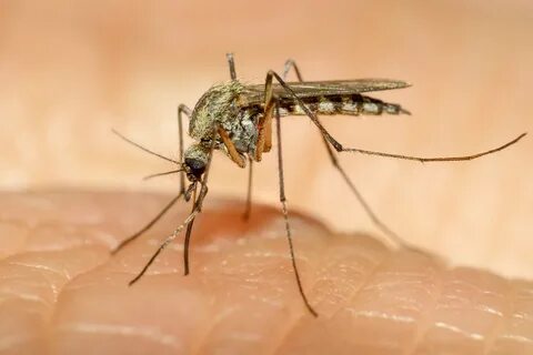 Foto - Kurtulmak bu kadar basit! İşte sivrisinekleri kovuşturma yolları...