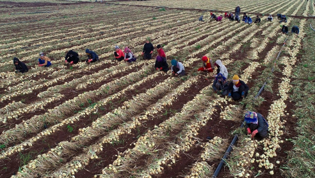 Foto - Kuru soğan bay bay Kemal'in elinde kaldı 
