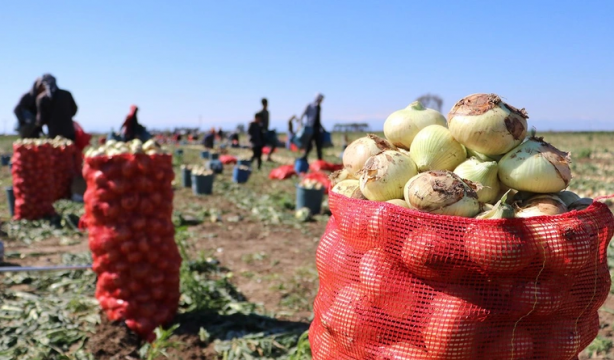 Foto - Kuru soğan bay bay Kemal'in elinde kaldı 