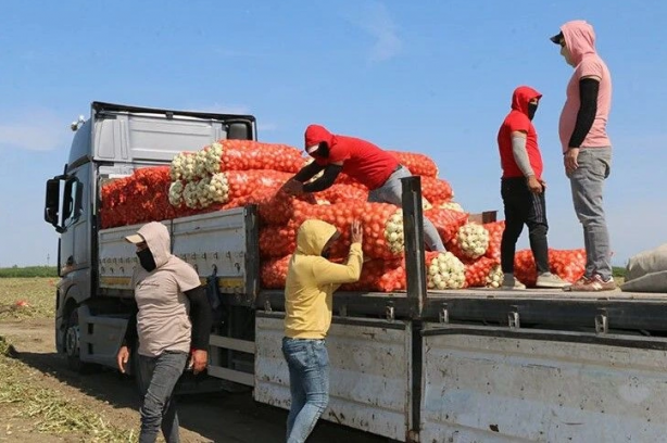 Kuru soğan bay bay Kemal'in elinde kaldı 