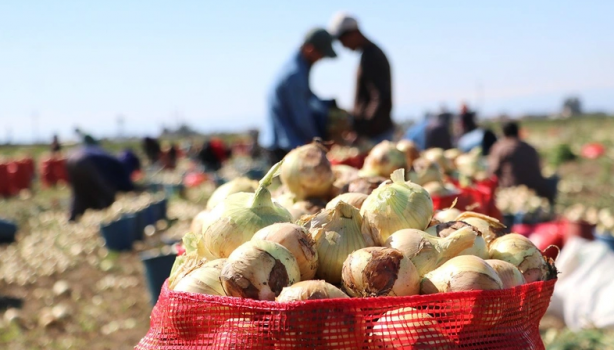 Foto - Kuru soğan bay bay Kemal'in elinde kaldı 
