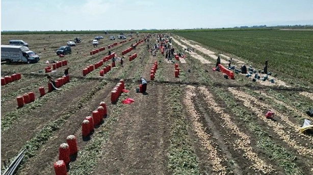 Foto - Kuru soğan bay bay Kemal'in elinde kaldı 