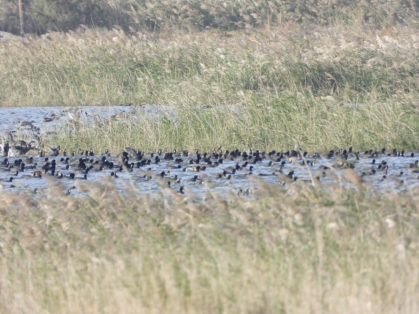 Foto - Kuruma noktasına gelmişti! İşte kuş cennetinin son durumu