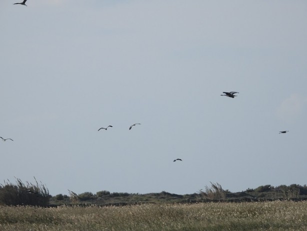 Foto - Kuruma noktasına gelmişti! İşte kuş cennetinin son durumu