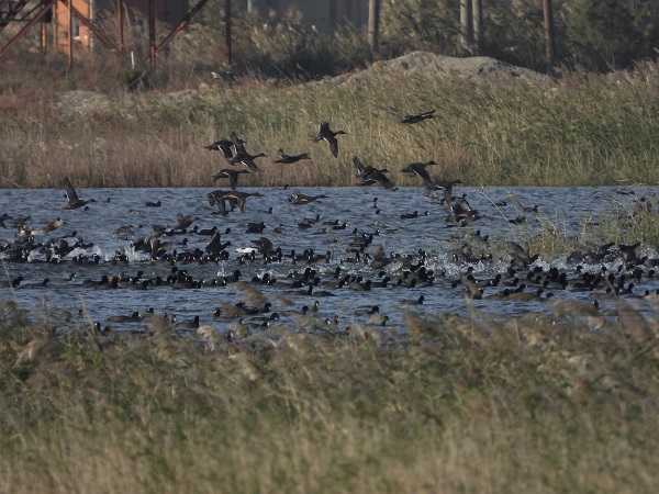 Foto - Kuruma noktasına gelmişti! İşte kuş cennetinin son durumu