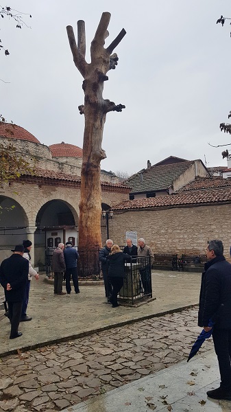 Foto - Kurumaya yüz tutmuştu! 350 yıllık o ağacın son hali