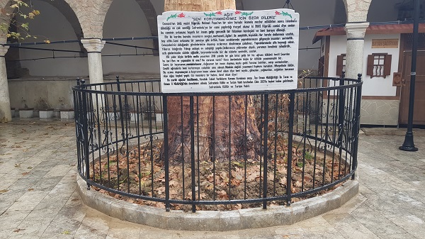 Kurumaya yüz tutmuştu! 350 yıllık o ağacın son hali