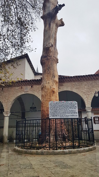 Foto - Kurumaya yüz tutmuştu! 350 yıllık o ağacın son hali