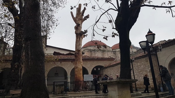 Foto - Kurumaya yüz tutmuştu! 350 yıllık o ağacın son hali