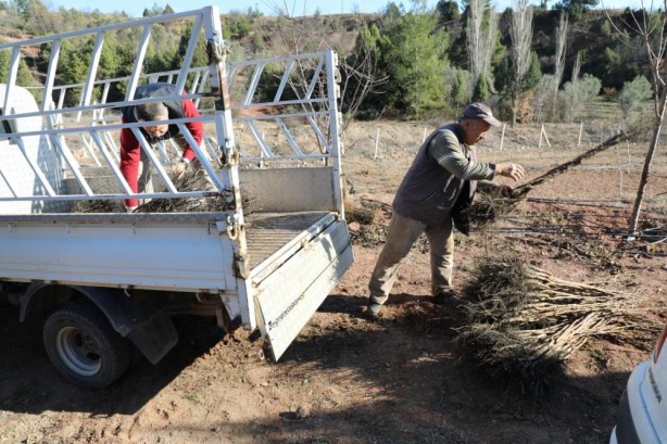 Foto - Kuruyan fidanların yerine yenisi dikildi