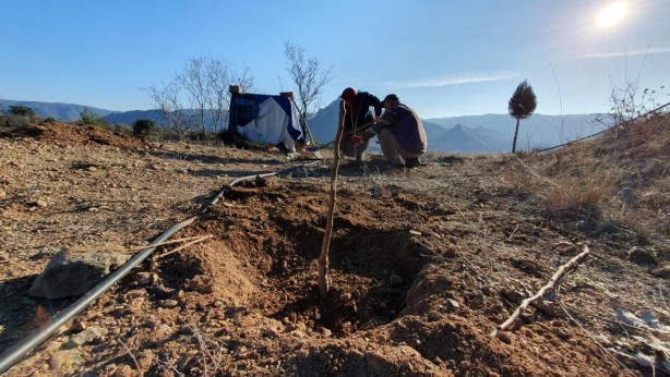 Foto - Kuruyan fidanların yerine yenisi dikildi
