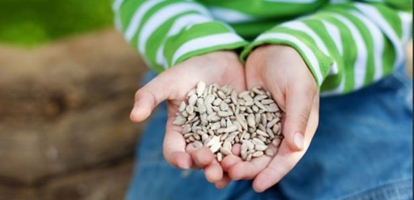 Foto - Kuruyemişin hiç bilmediğimiz faydaları
