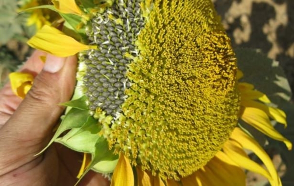 Foto - Kuruyemişin hiç bilmediğimiz faydaları