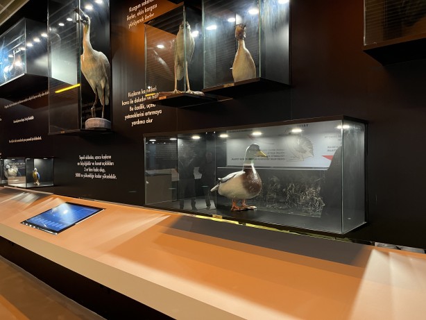 Kuş Cenneti Milli Parkı'ndaki taksidermiler kayboldu