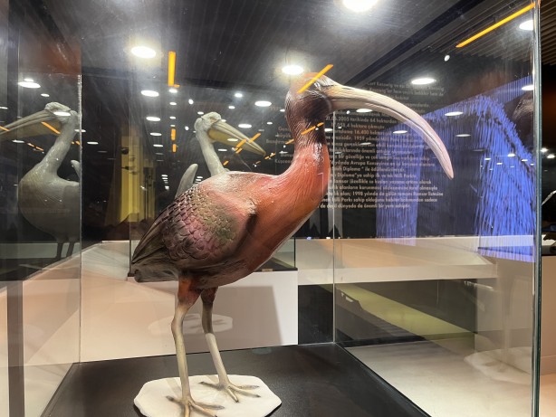 Foto - Kuş Cenneti Milli Parkı'ndaki taksidermiler kayboldu