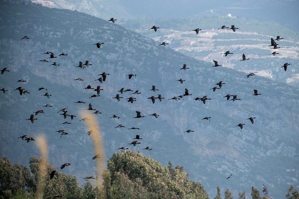 Foto - Kuş cenneti toz duman altında kaldı