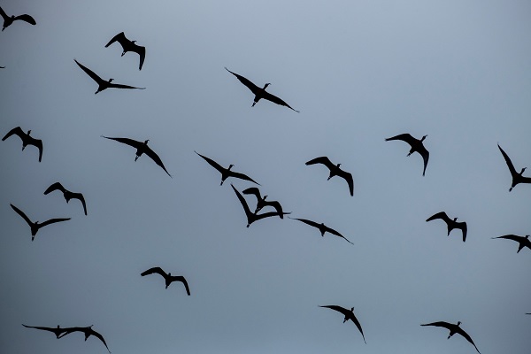 Kuş cenneti toz duman altında kaldı