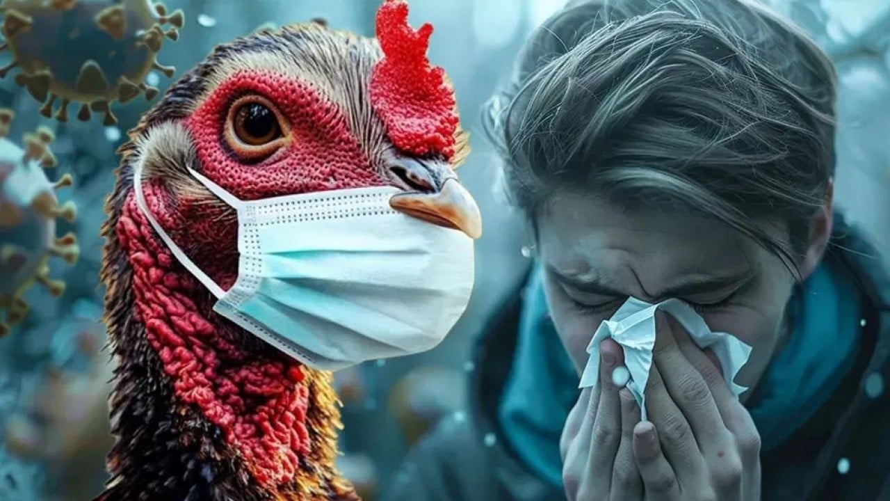 Kuş gribi alarmı! Kümes hayvanlarını kapalı alanlara taşıyorlar