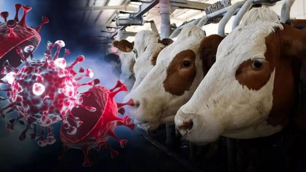 Kuş gribi inekten insana sıçradı!