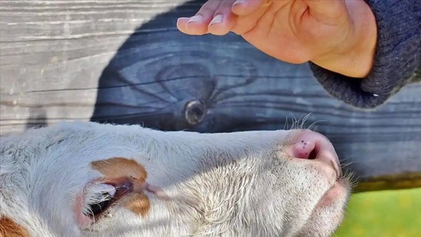 Foto - Kuş gribi inekten insana sıçradı!