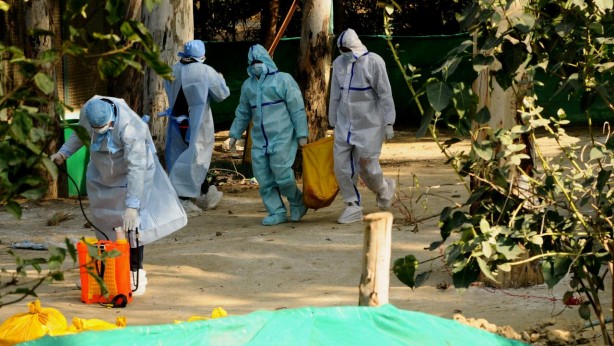 Foto - Kuş gribi inekten insana sıçradı!