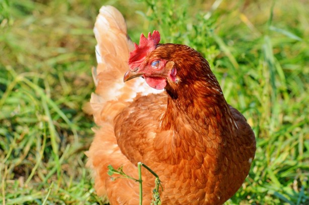 Foto - Afrika ülkesinden sürpriz karar! Binlerce tavuğu itlaf edip Türkiye'nin kapısını çaldılar