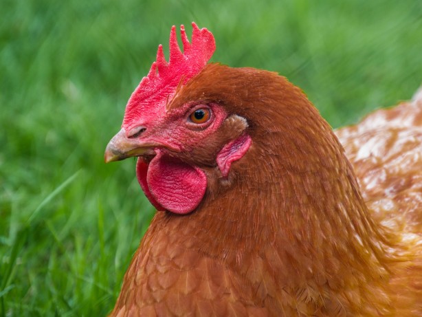 Foto - Afrika ülkesinden sürpriz karar! Binlerce tavuğu itlaf edip Türkiye'nin kapısını çaldılar