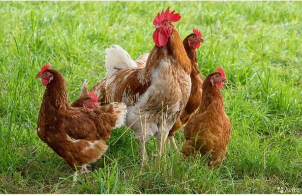 Foto - Afrika ülkesinden sürpriz karar! Binlerce tavuğu itlaf edip Türkiye'nin kapısını çaldılar