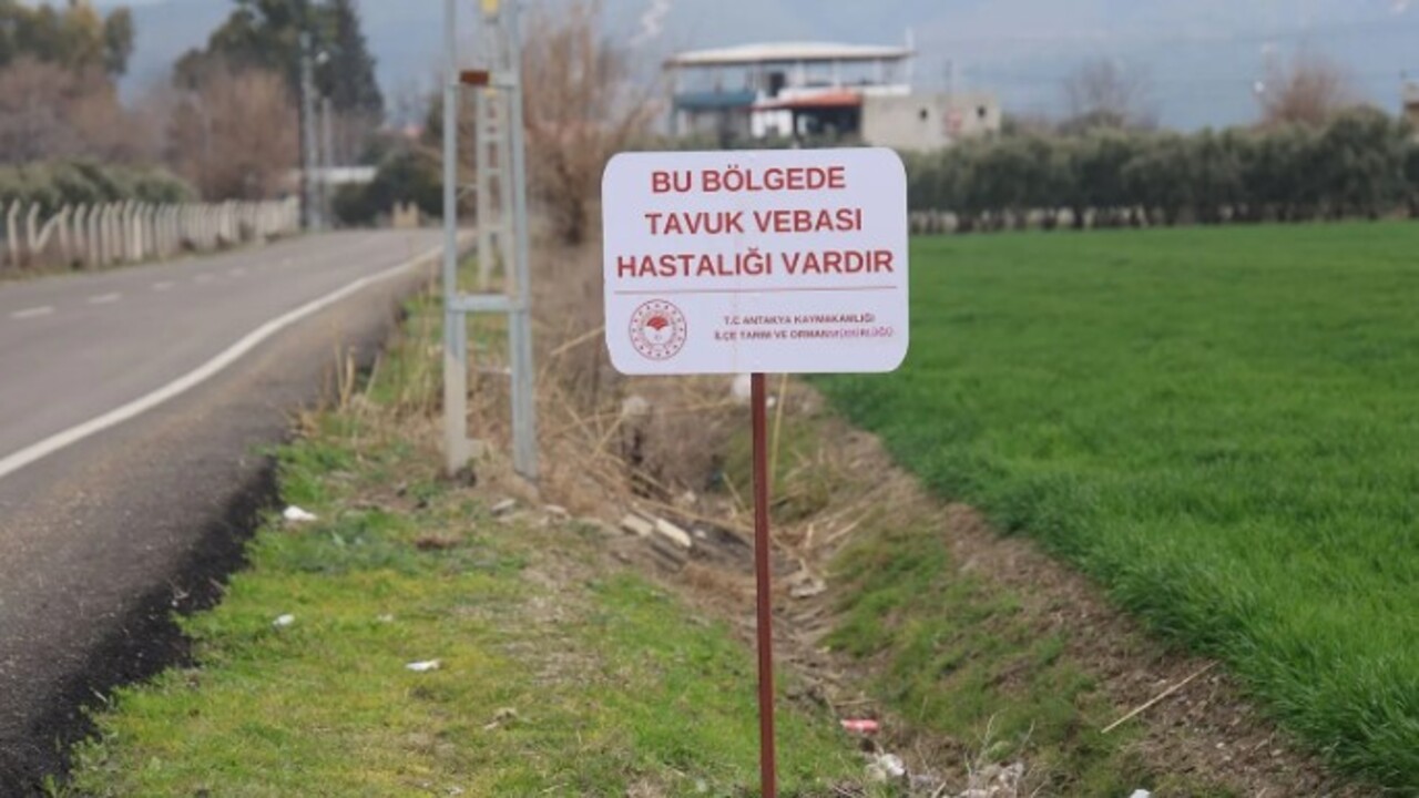 Foto - ‘Kuş vebası’ tespit edildi! 338 kanatlı hayvan itilaf edildi