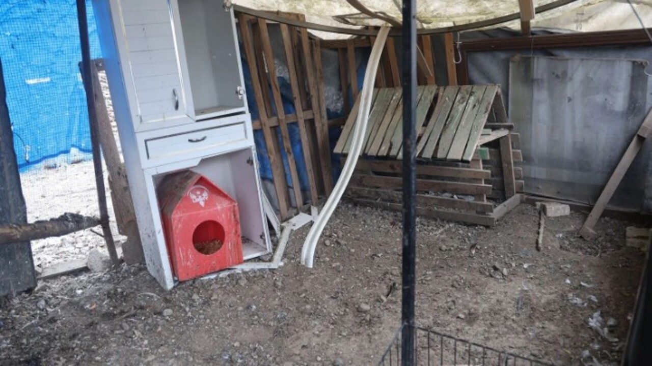 Foto - ‘Kuş vebası’ tespit edildi! 338 kanatlı hayvan itilaf edildi