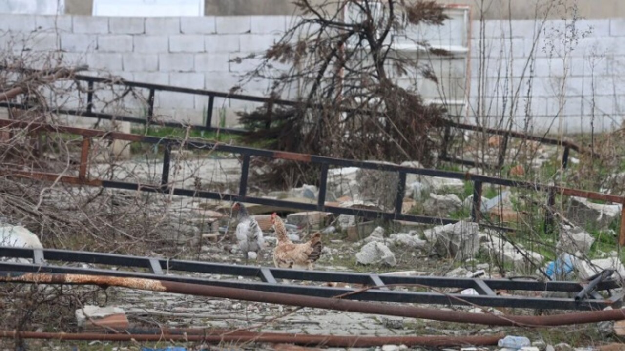 Foto - ‘Kuş vebası’ tespit edildi! 338 kanatlı hayvan itilaf edildi