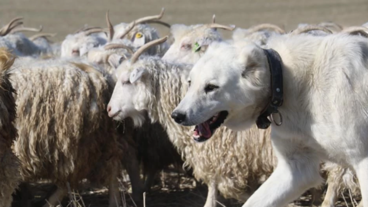 Kuşaktan kuşağa aktarılan miras! Dünyanın en kalitelisi burada