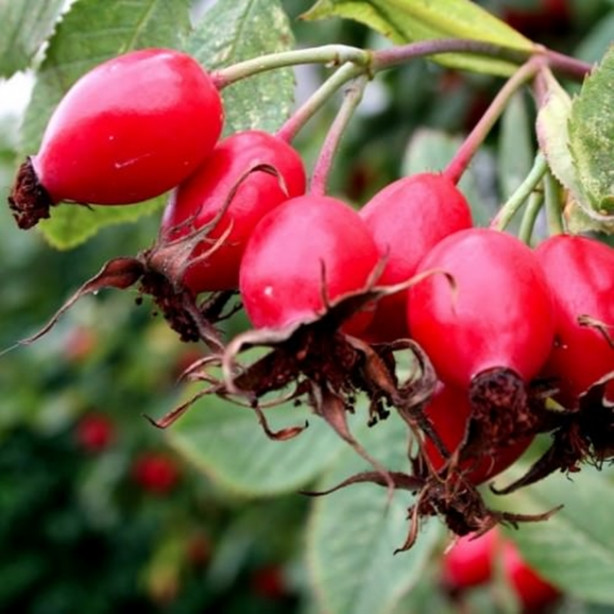 Foto - Kuşburnu kilo verdiriyor!