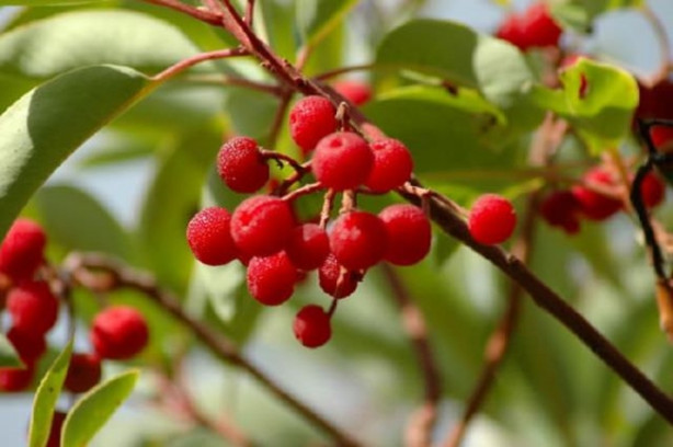 Foto - Kuşburnu kilo verdiriyor!