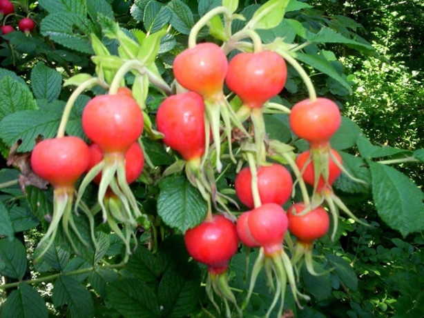 Foto - Kuşburnu kilo verdiriyor!