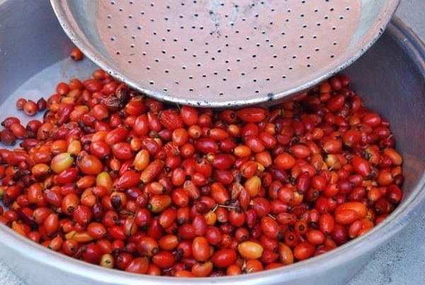 Foto - Kuşburnunun yararları say say bitmiyor!