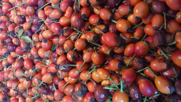 Foto - Kuşburnunun yararları say say bitmiyor!