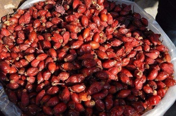 Foto - Kuşburnunun yararları say say bitmiyor!