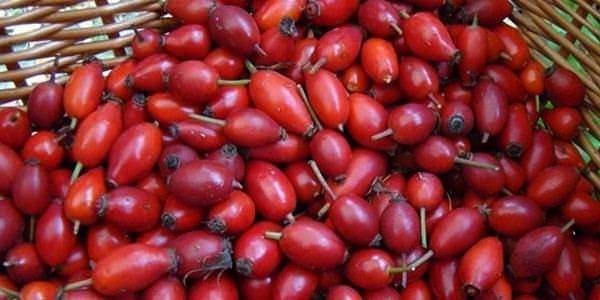 Foto - Kuşburnunun yararları say say bitmiyor!