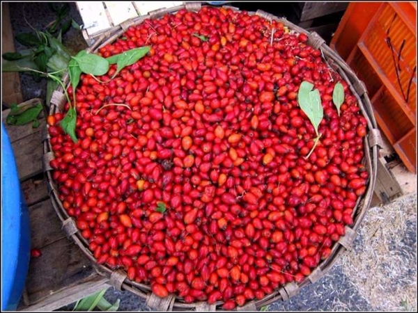 Foto - Kuşburnunun yararları say say bitmiyor!