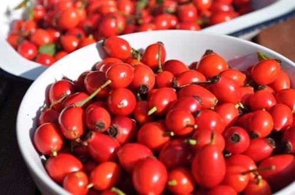 Foto - Kuşburnunun yararları say say bitmiyor!