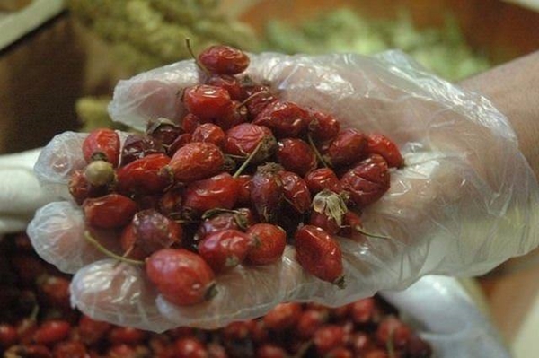 Foto - Kuşburnunun yararları say say bitmiyor!