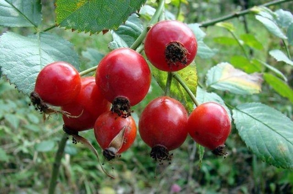 Foto - Kuşburnunun yararları say say bitmiyor!